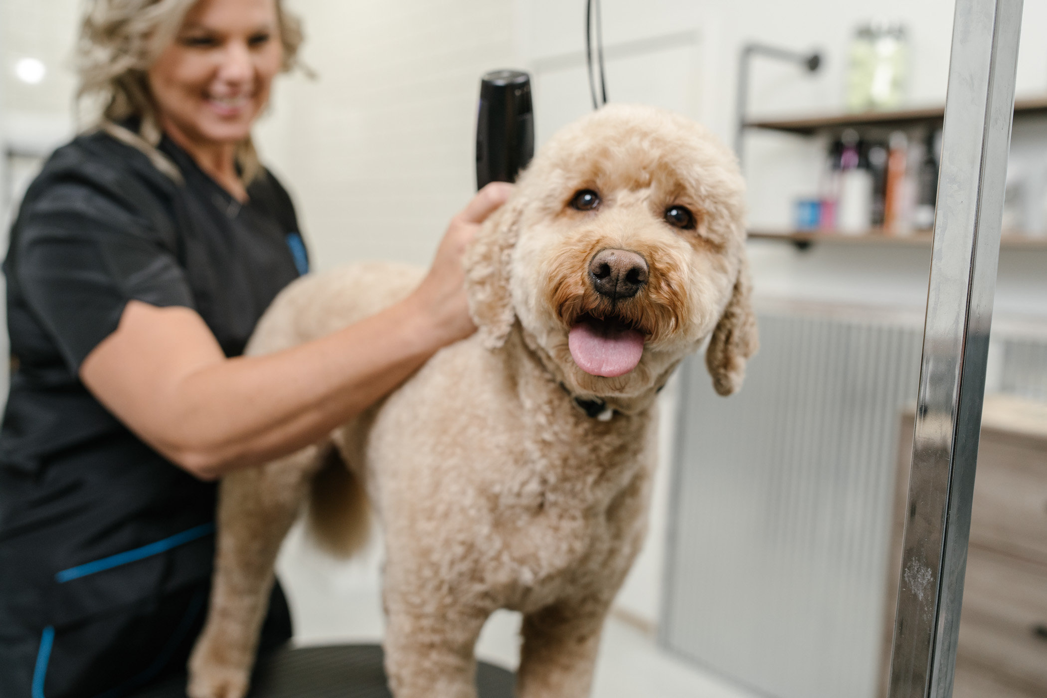 Paragon Pet School -IMPACT Partners Paragon Pet School -IMPACT Partners