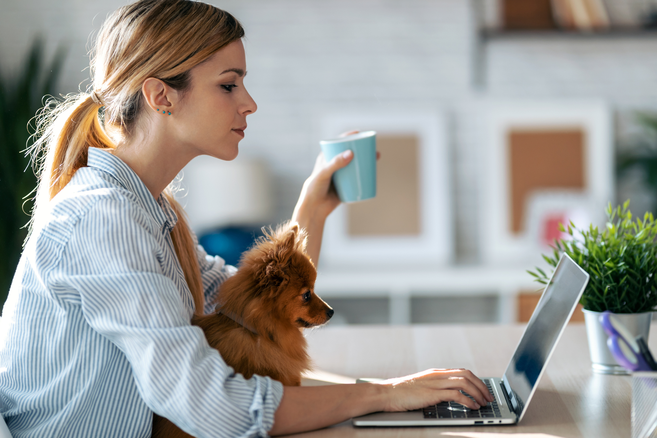 A little dog and his A woman holding a cup of coffee, with a small brown dog in her lap, works on her laptop in a living room setting for search-ads-for-pet-care blog.