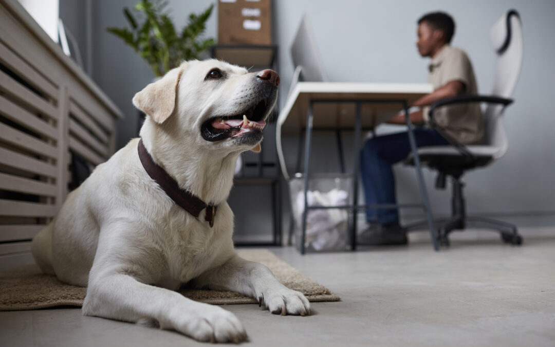 PMax for Pet Care: When It Works (and When It Doesn’t)