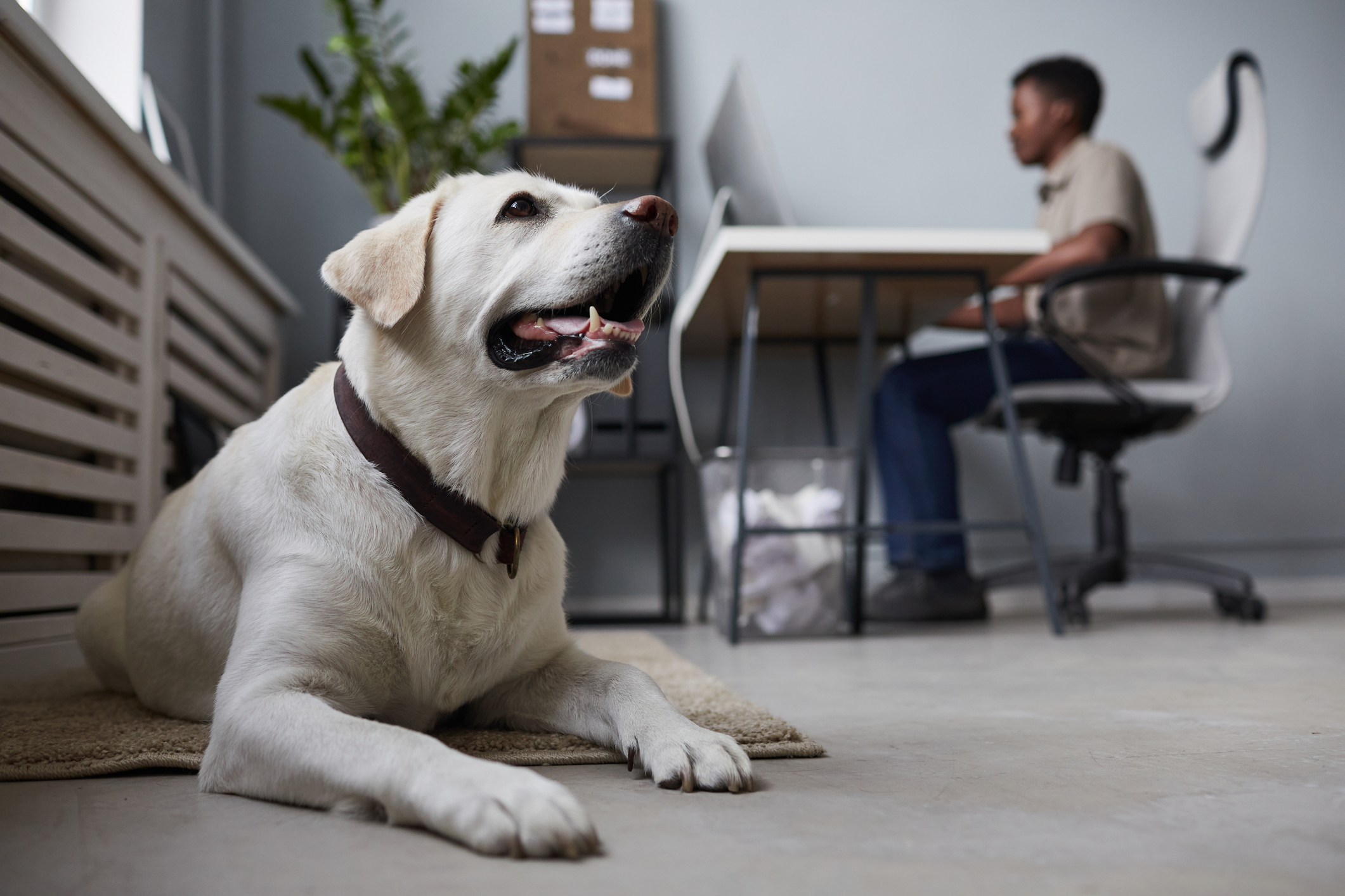 A large white dog lies on the floor in an office as a man works in the background at his computer for pmax-for-pet-care blog.