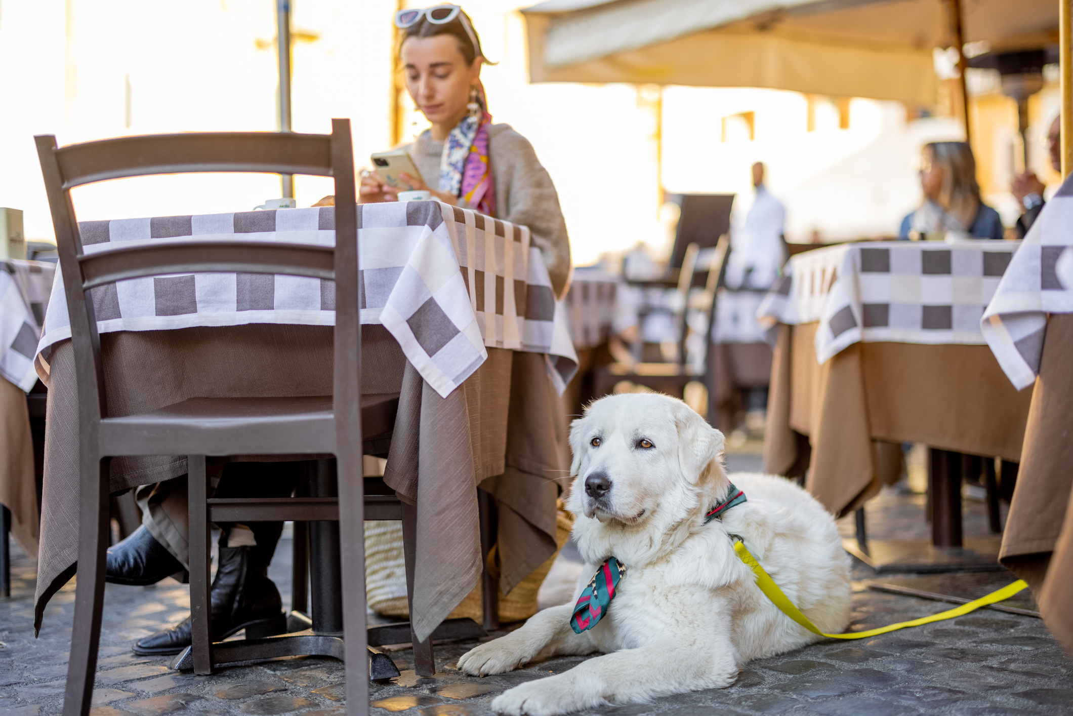 A young woman sitting with her dog at a traditional Italian cafe browses her phone for lsas-for-pet-care blog.