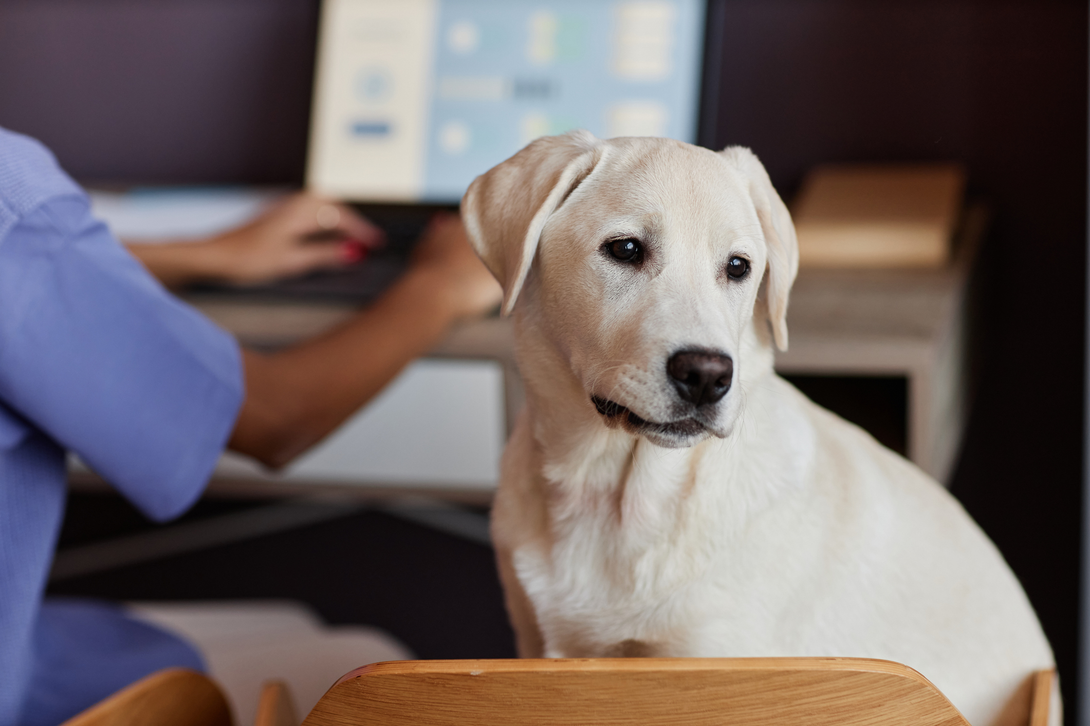 A white dog sitting on chair by a desk where a business woman examines analytics on a computer for quality-score blog.